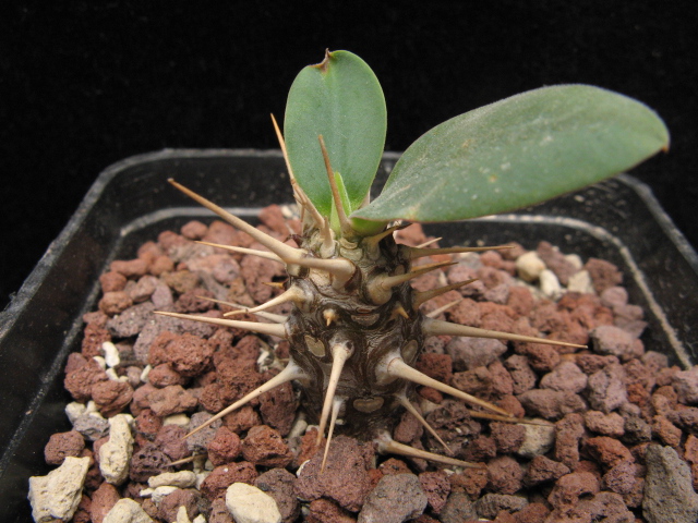 Euphorbia duranii 