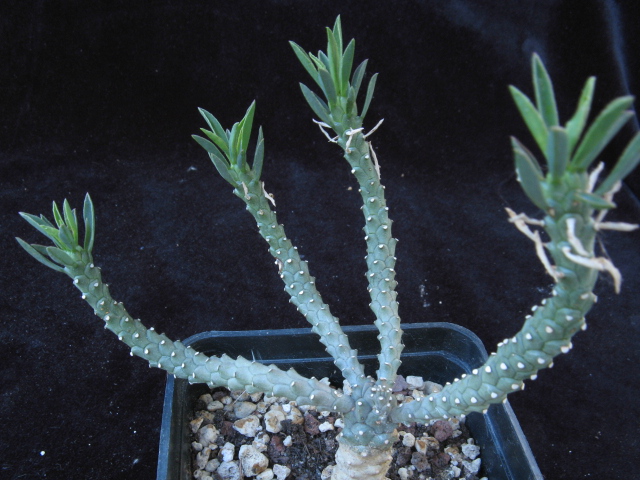 Euphorbia duseimata 