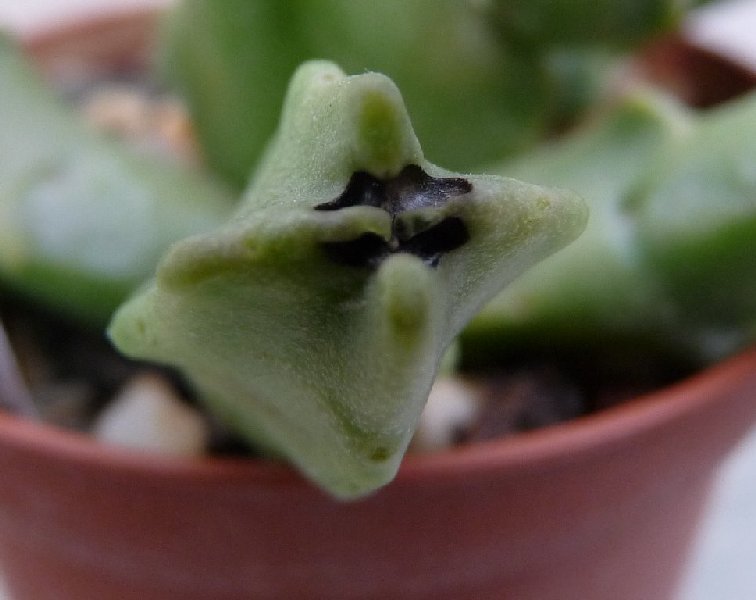 Duvaliandra dioscoridis 
