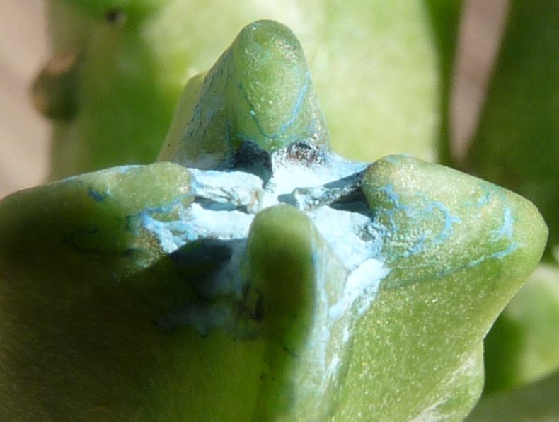 Duvaliandra dioscoridis 