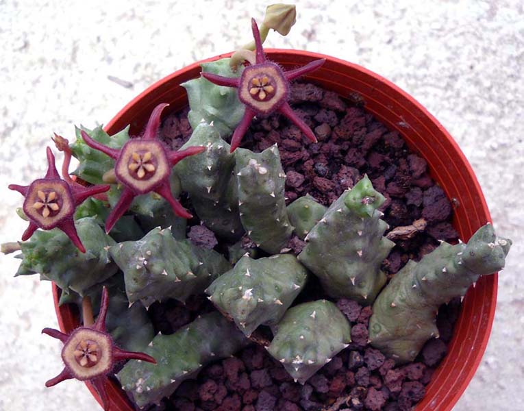 Duvalia caespitosa ssp. pubescens 