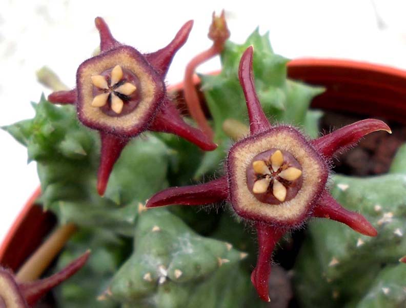 Duvalia caespitosa ssp. pubescens 