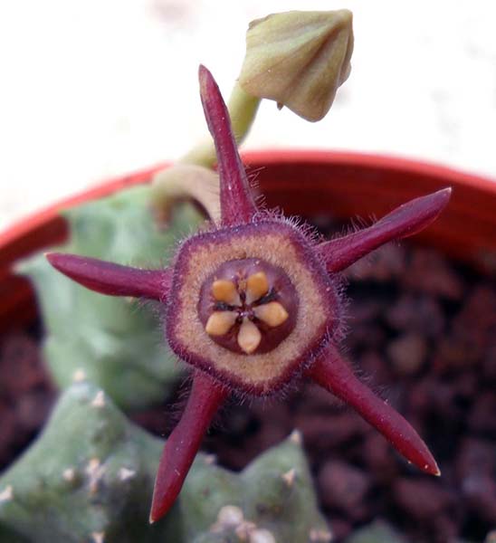 Duvalia caespitosa ssp. pubescens 