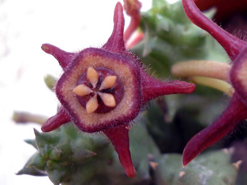 Duvalia caespitosa ssp. pubescens 