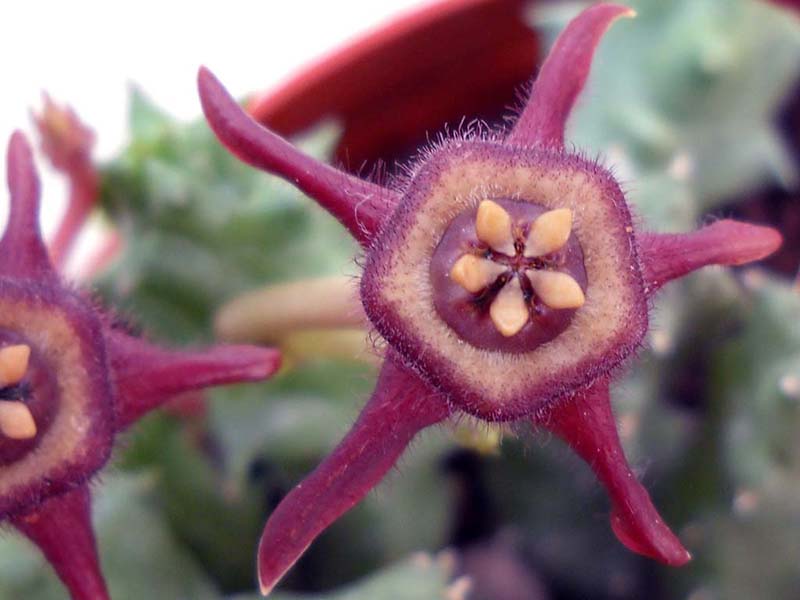 Duvalia caespitosa ssp. pubescens 