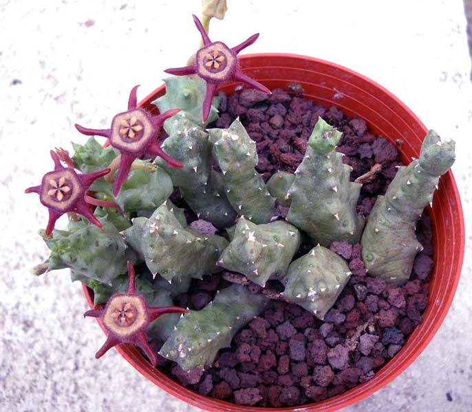 duvalia caespitosa ssp. pubescens