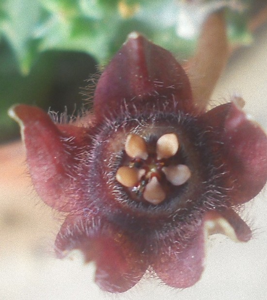 Duvalia pubescens 