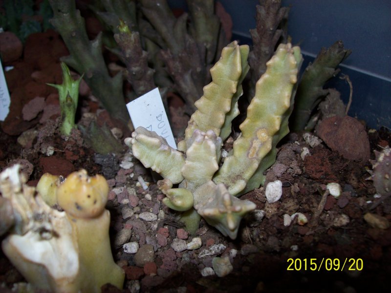 Duvaliandra dioscoridis 