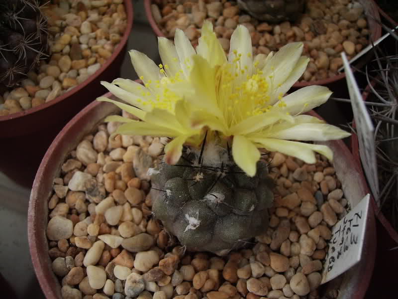 Copiapoa humilis 