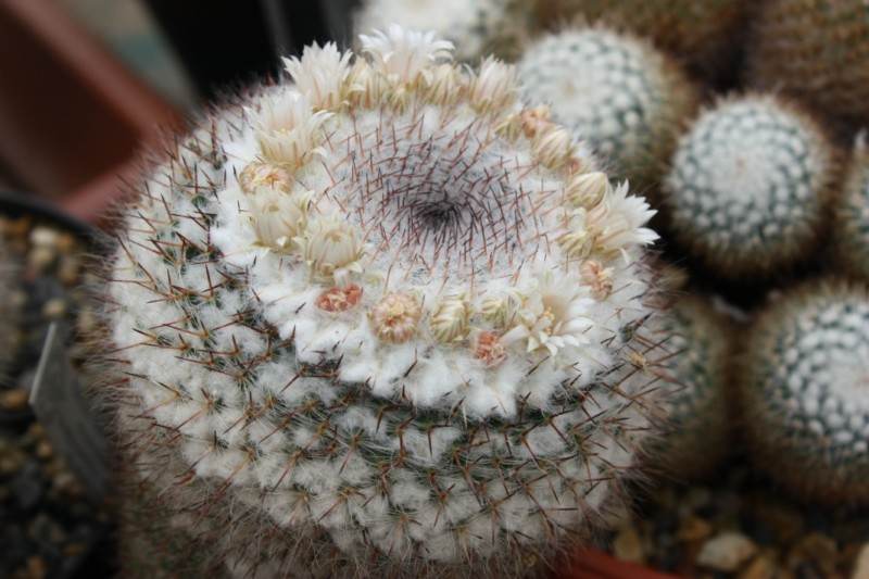 Mammillaria dyckiana 