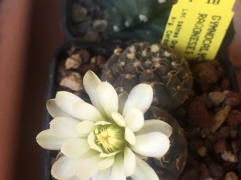 Gymnocalycium ragonesei 