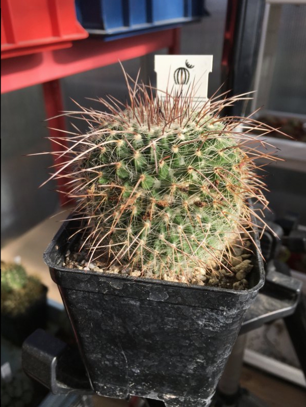 Mammillaria varieaculeata 