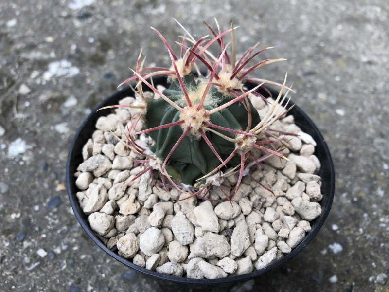 Echinocactus parryi 