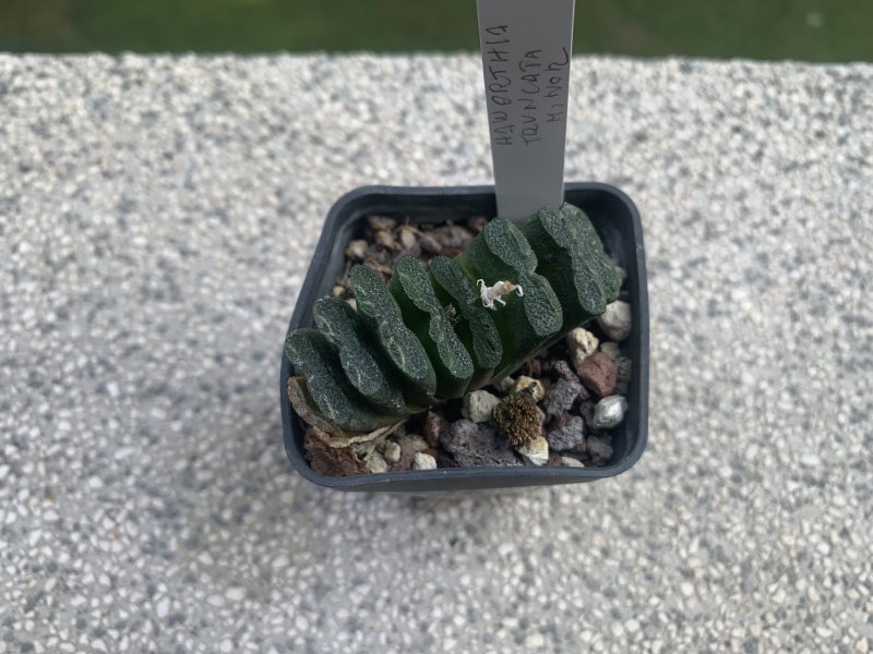 Haworthia truncata v. minor 