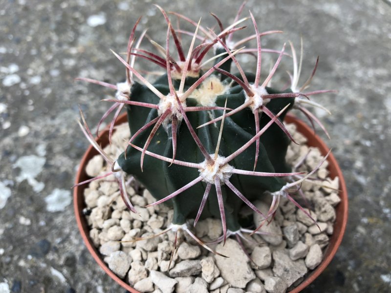 Echinocactus parryi 