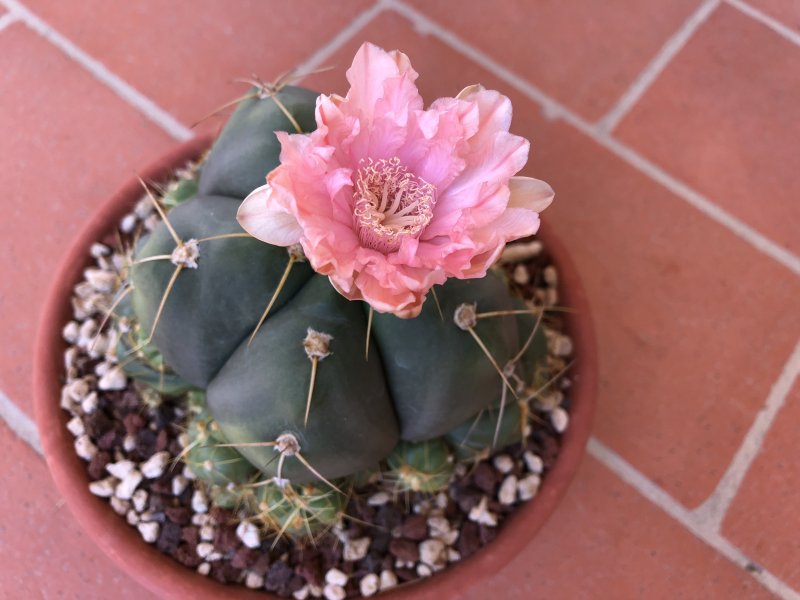 Gymnocalycium horstii ssp. buenekeri 