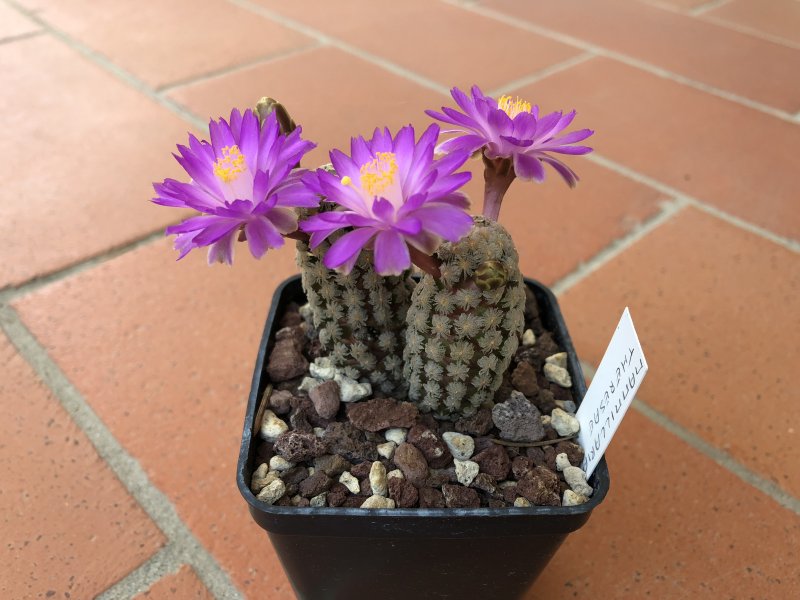 Mammillaria theresae 