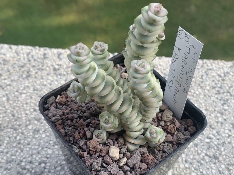 crassula marnieriana cv. fantasy