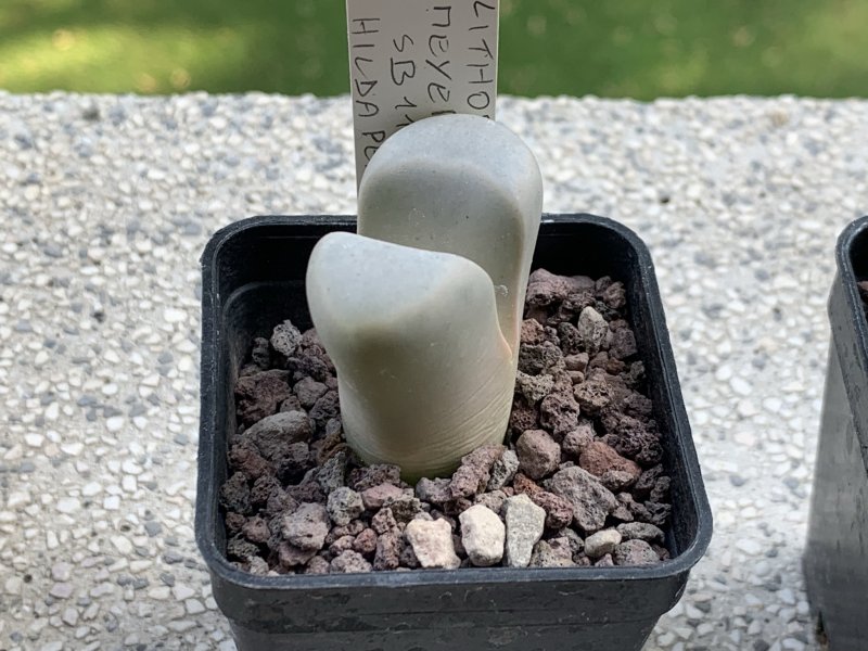 lithops meyeri