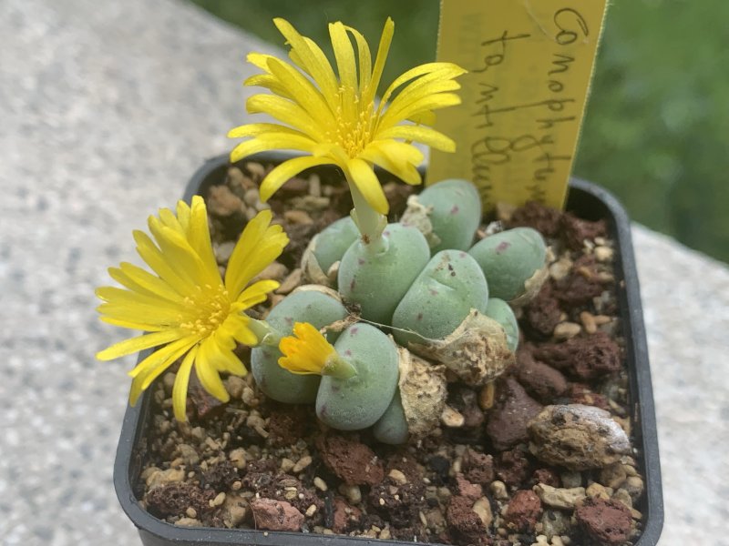 conophytum tantillum