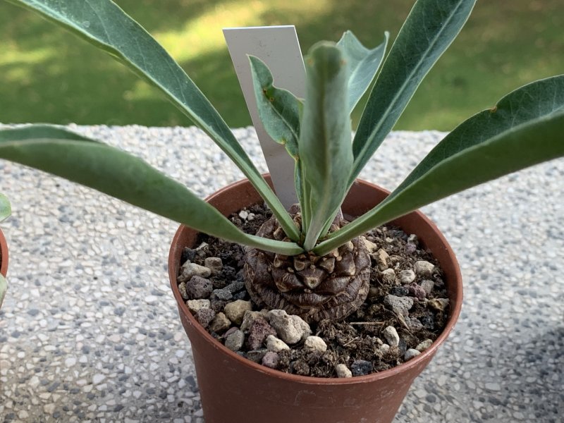 Euphorbia bupleurifolia 