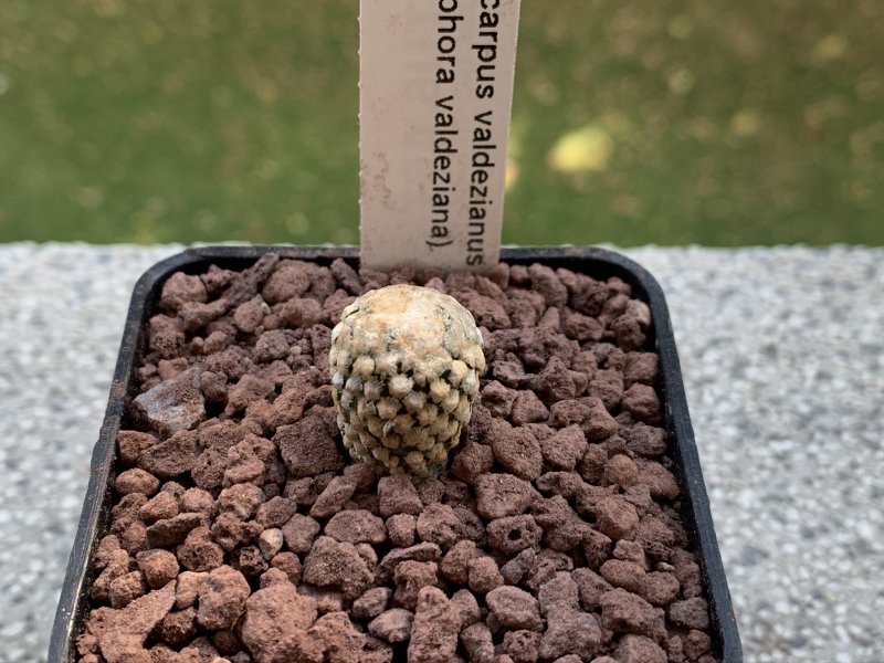 Turbinicarpus valdezianus 