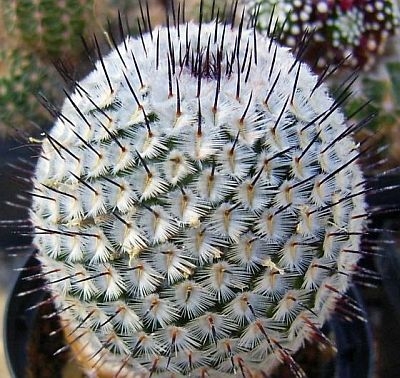 Mammillaria perezdelarosae ssp. andersoniana 