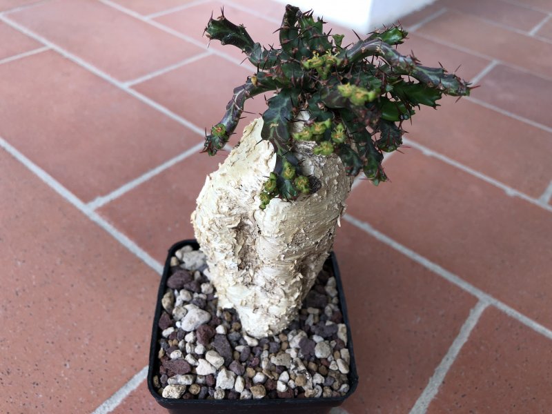 Euphorbia stellata 