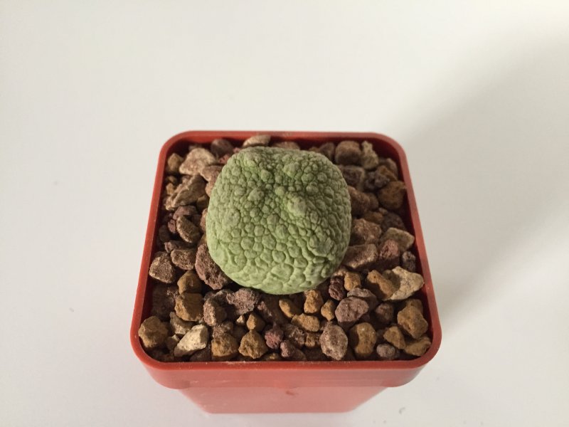 Pseudolithos migiurtinus 