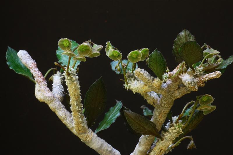 Euphorbia ambovombensis 