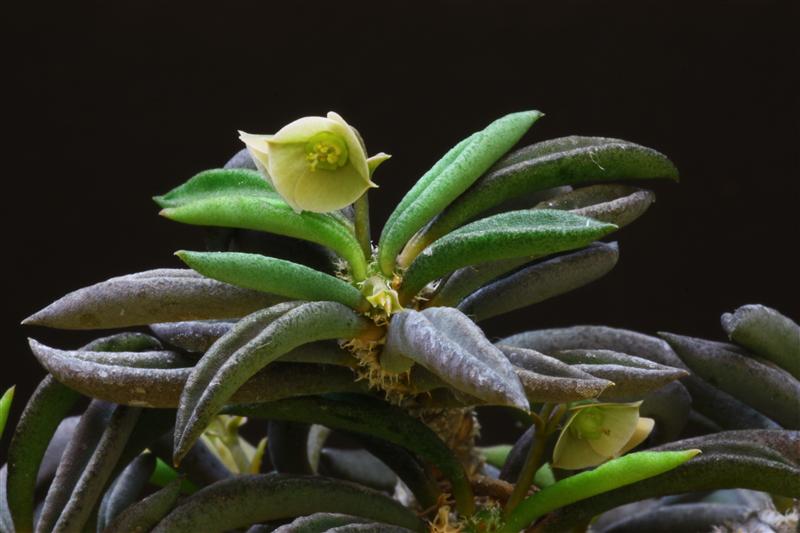 Euphorbia cylindrifolia ssp. tuberifera 