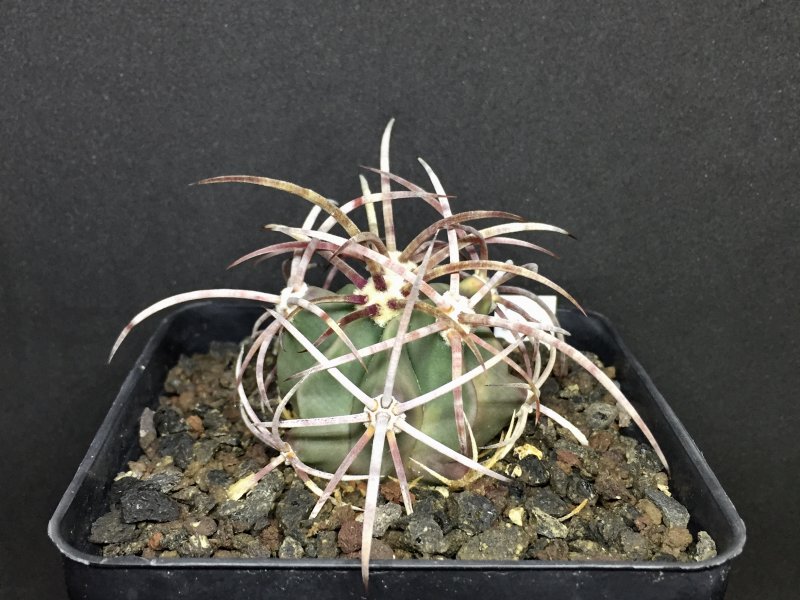 Echinocactus polycephalus LZ23