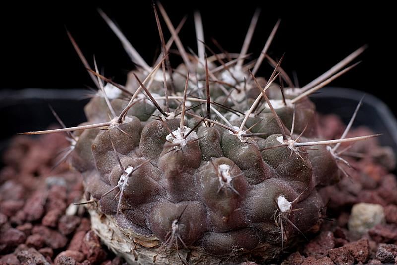 Pyrrhocactus setosiflorus 