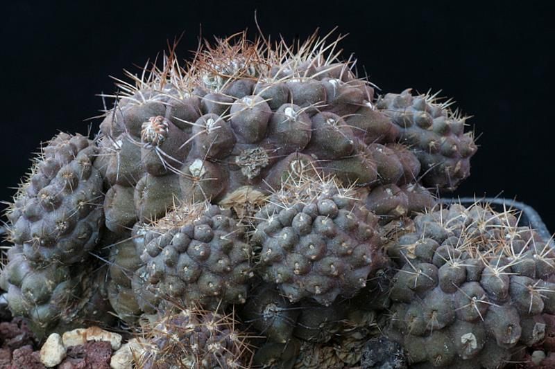 Neoporteria recondita v. vexata 