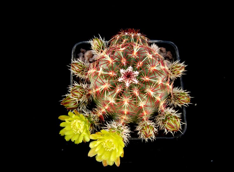 Echinocereus viridiflorus 