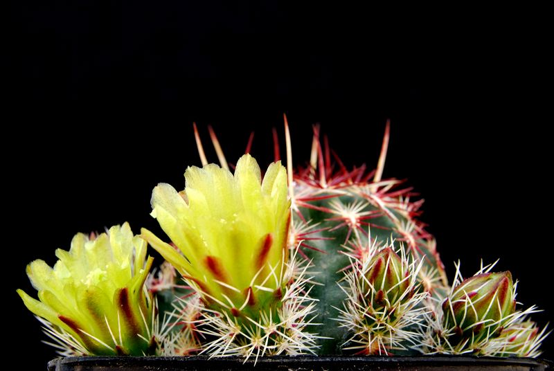 Echinocereus viridiflorus 