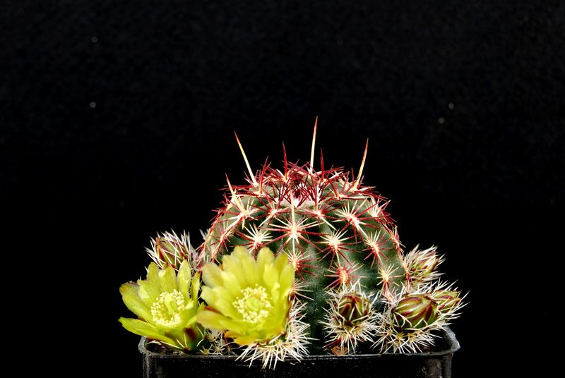 Echinocereus viridiflorus 