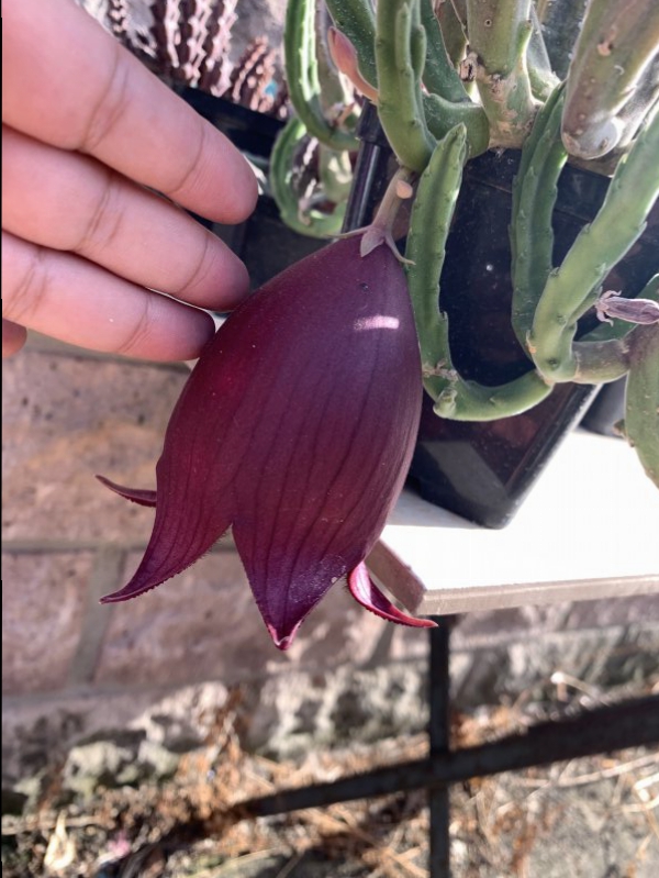 Stapelia leendertziae 