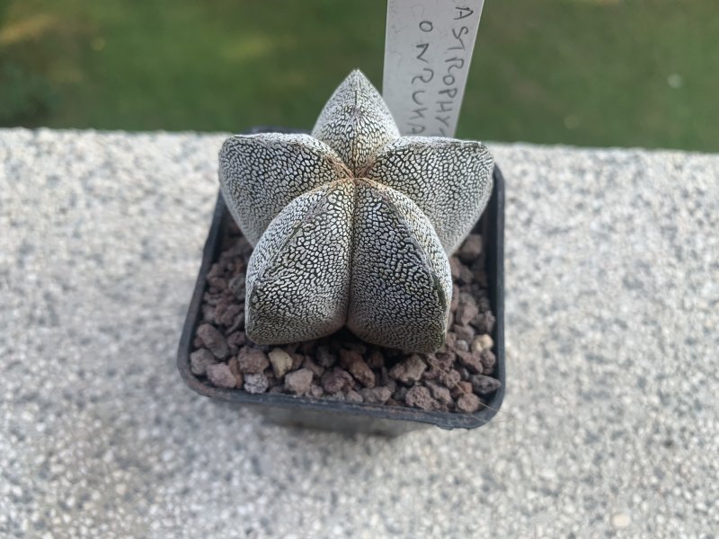 Astrophytum myriostigma cv. onzuka 