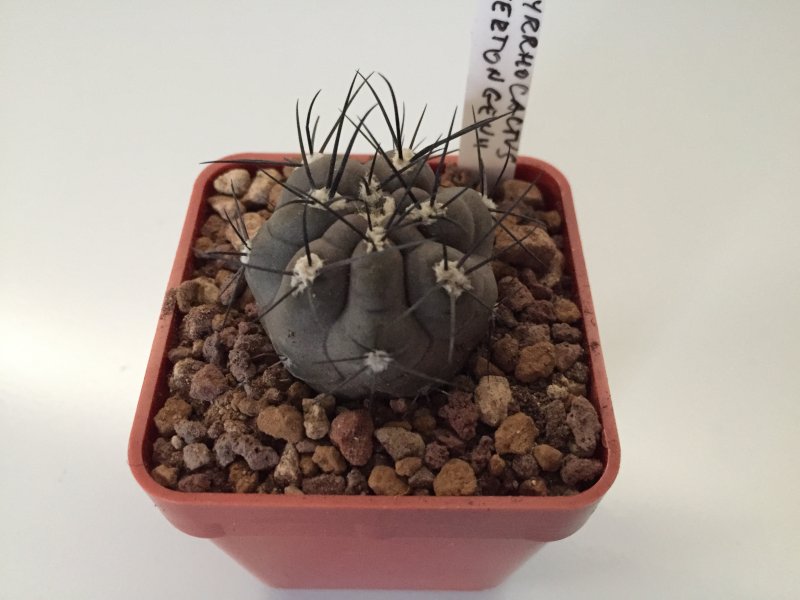 Pyrrhocactus vertongenii JN47