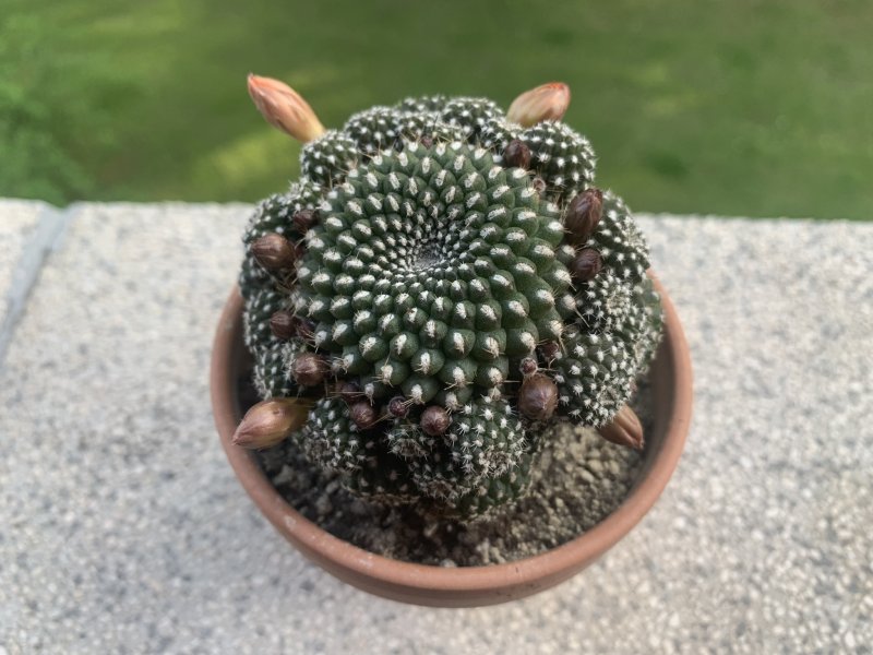 Rebutia minuscula v. krainziana 