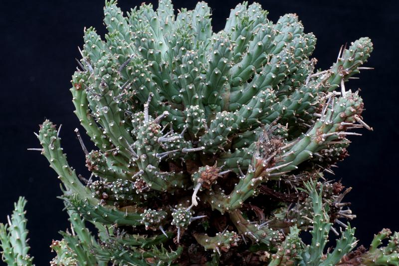 Euphorbia arida 