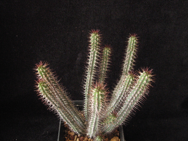 Euphorbia baioensis 