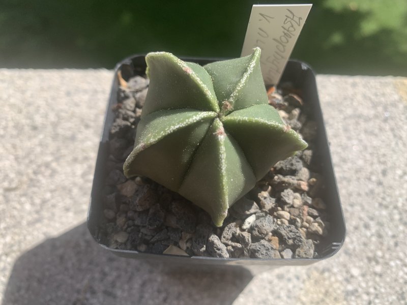 Astrophytum myriostigma v. nudum 