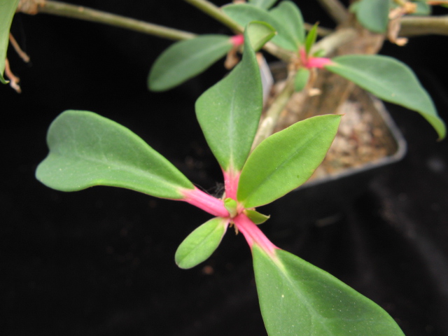 Euphorbia bongolavensis 