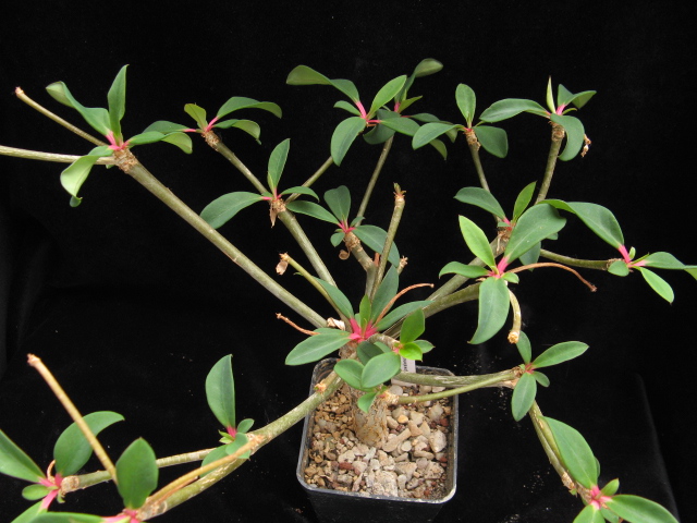 Euphorbia bongolavensis 