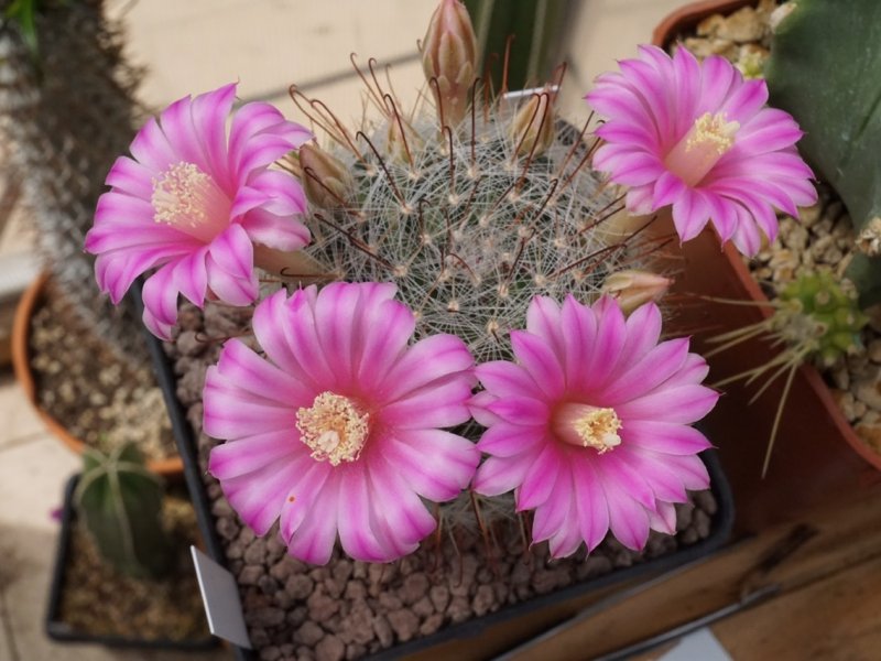 Mammillaria longiflora 