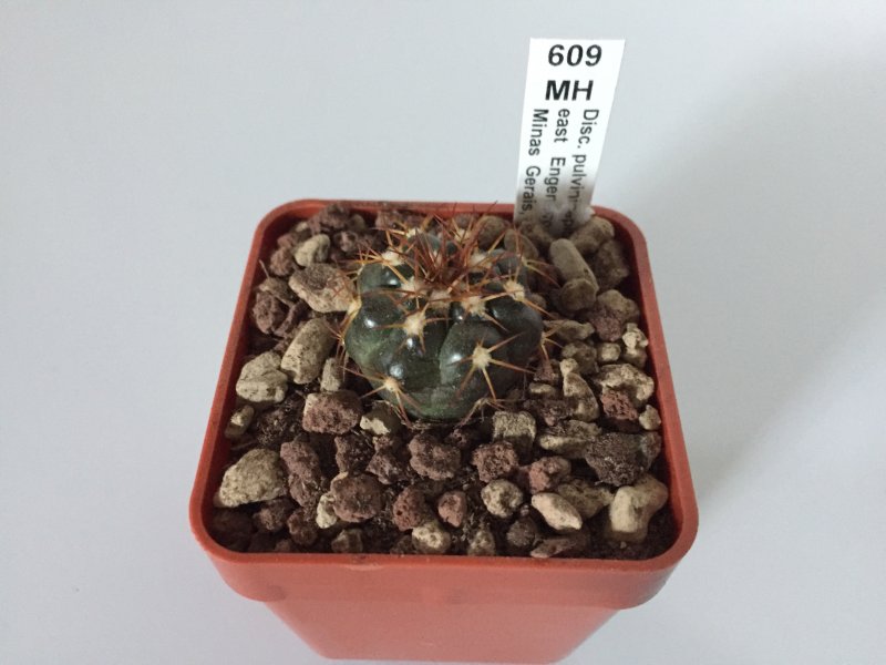 Discocactus pulvinicapitatus MH609