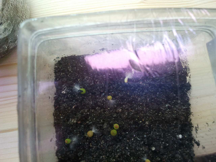 Ec. Grandis  