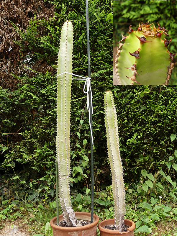 euphorbia canariensis